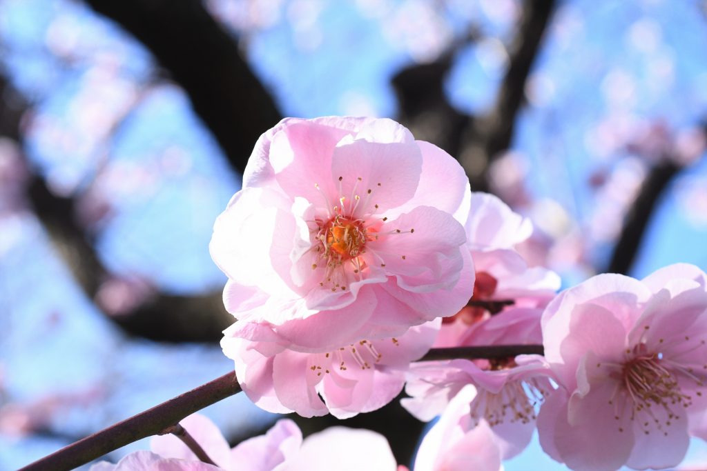 小石川植物園にて 桜と梅とメジロ 空と海と大地と