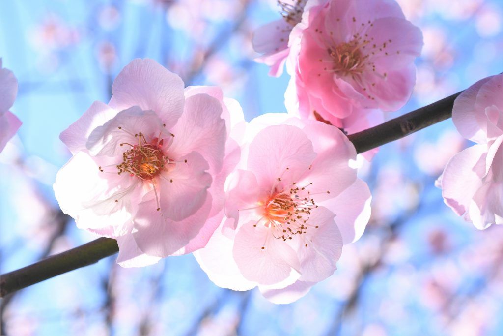 小石川植物園にて 桜と梅とメジロ 空と海と大地と