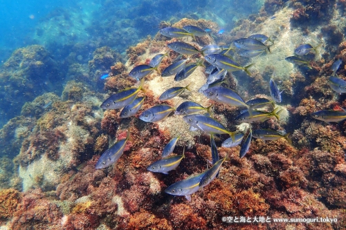シマアジ幼魚の群れ写真展出品作品