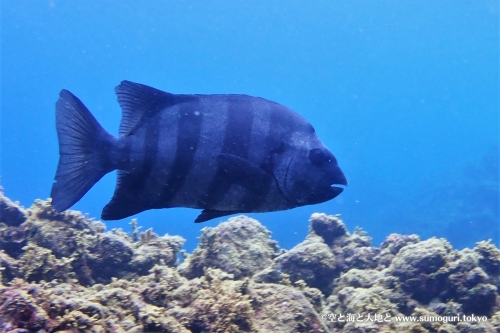 イシダイの老成魚