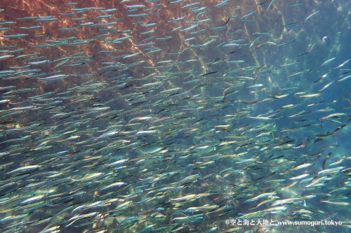 キビナゴ幼魚の群れ