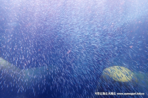 キビナゴ幼魚の群れ