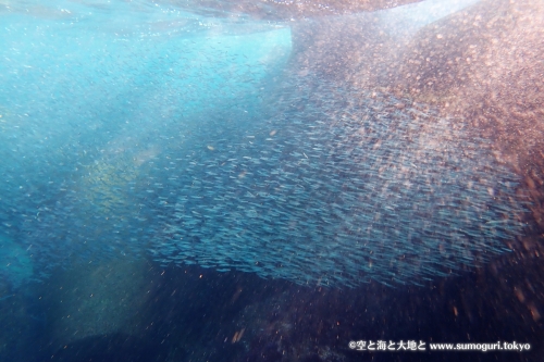 キビナゴ幼魚の群れ