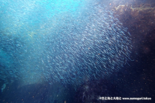 キビナゴ幼魚の群れ