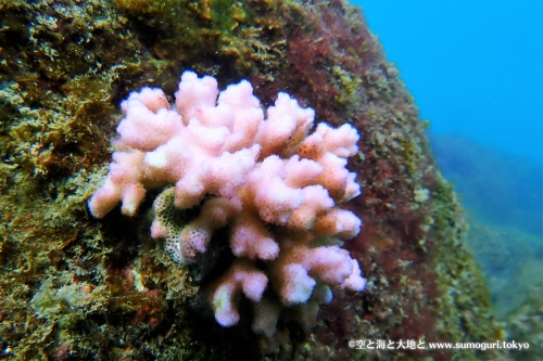 ピンク色のサンゴ