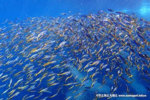 タカベ成魚の大群