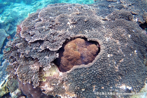 ハートのサンゴ礁