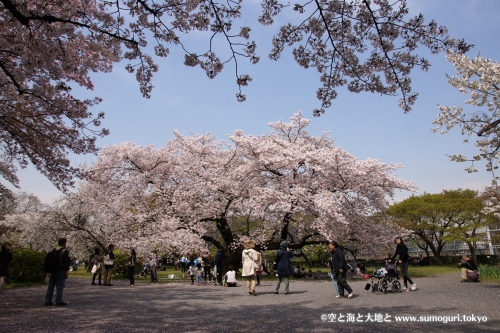 定点観察・小石川植物園の桜