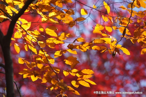 小石川植物園の紅葉事情