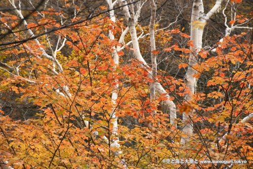 シラカバと紅葉