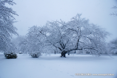 2013/1/14成人式の日　大雪の都心