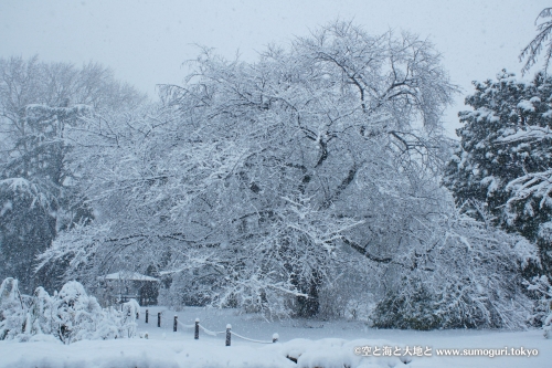 2013/1/14成人式の日　大雪の都心