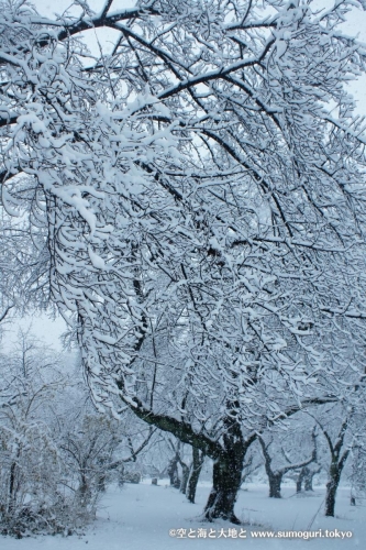 2013/1/14成人式の日　大雪の都心