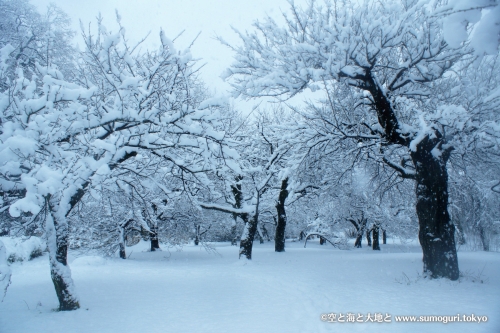 2013/1/14成人式の日　大雪の都心