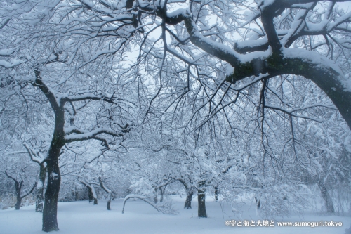 2013/1/14成人式の日　大雪の都心