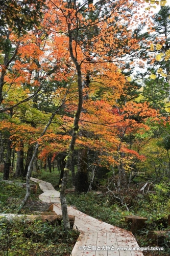 紅葉の木道