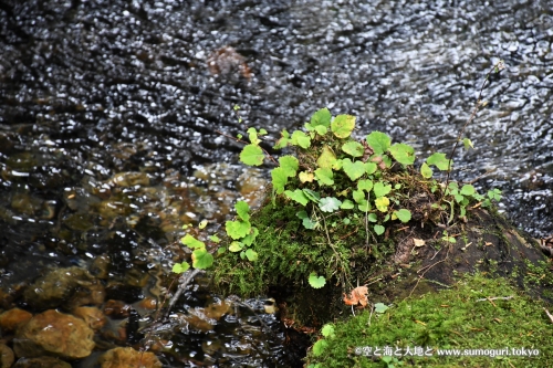 苔と湖面